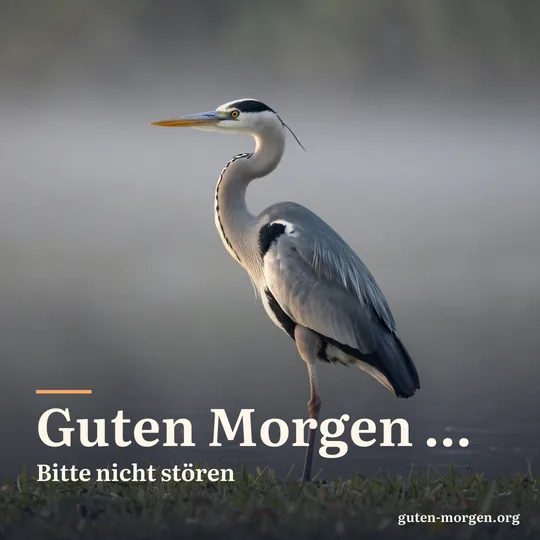 Graureiher steht mit eingezogenem Hals und geschlossenen Augen auf einem Bein am nebligen Teichufer bei Sonnenaufgang; Schrift: "Guten Morgen … Bitte nicht stören"