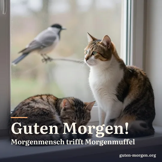 Zwei Katzen auf einer sonnigen Fensterbank, eine schläft zusammengerollt, die andere sitzt hellwach und beobachtet Vögel; Schrift: "Guten Morgen! Morgenmensch trifft Morgenmuffel"
