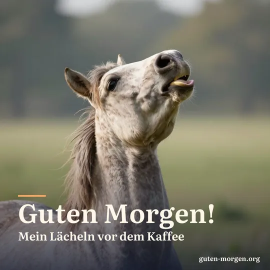 Pferd zieht auf einer sonnigen Koppel die Oberlippe hoch, sodass es aussieht, als würde es grinsen; Schrift: "Guten Morgen! Mein Lächeln vor dem Kaffee"
