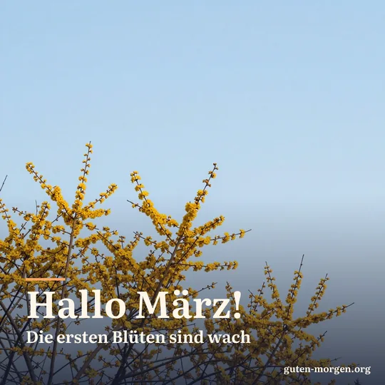 Kleine gelbe Blüten der Kornelkirsche an kahlen Zweigen vor klarem blauem Morgenhimmel; Schrift: „Hallo März! Die ersten Blüten sind wach“