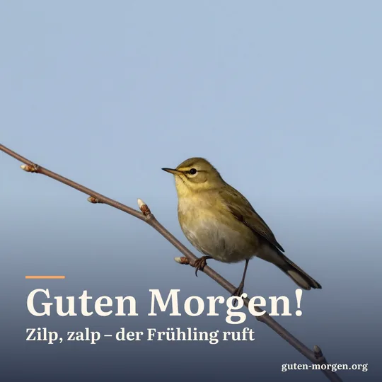 Ein kleiner olivgrüner Zilpzalp singt auf einem kahlen Zweig mit dicken Knospen; Schrift: „Guten Morgen! Zilp, zalp – der Frühling ruft“