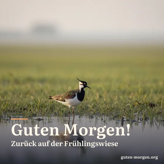Ein Kiebitz mit langer Federhaube steht in einer nassen Frühlingswiese in der Morgendämmerung; Schrift: „Guten Morgen! Zurück auf der Frühlingswiese“