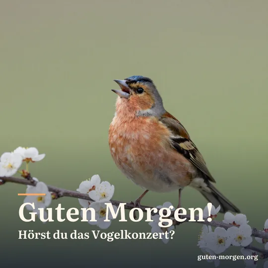 Ein Buchfinkmännchen singt mit offenem Schnabel auf einem blühenden Weißdornzweig im Morgenlicht, sanft grüner Hintergrund; Schrift: „Guten Morgen! Hörst du das Vogelkonzert?“