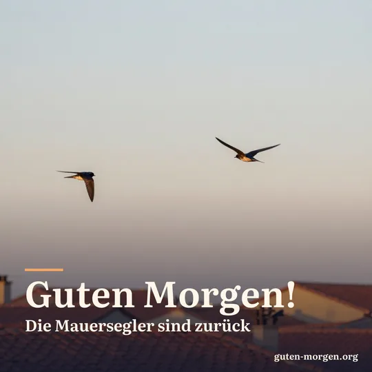 Mauersegler mit sichelförmigen Flügeln über roten Ziegeldächern einer Altstadt im Morgenhimmel; Schrift: „Guten Morgen! Die Mauersegler sind zurück“