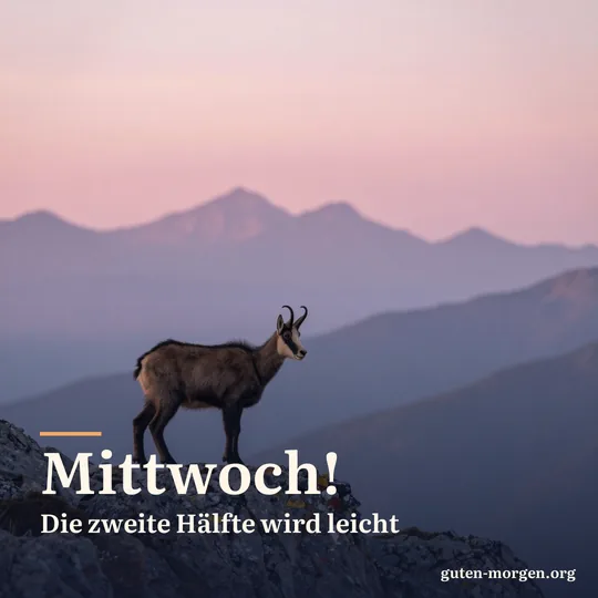 Gämse steht bei Sonnenaufgang auf einem felsigen Grat, ferne Berge in sanftem rosa Licht; Schrift: „Mittwoch! Die zweite Hälfte wird leicht“