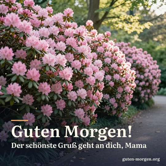 Gartenweg zwischen rosa blühenden Rhododendren in der Morgensonne; Schrift: „Guten Morgen! Der schönste Gruß geht an dich, Mama“