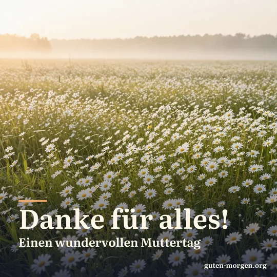 Wiese voller weißer Margeriten bei Sonnenaufgang im goldenen Dunst; Schrift: „Danke für alles! Einen wundervollen Muttertag“