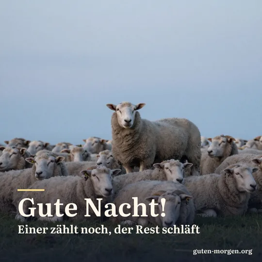 Schafherde schläft in der Dämmerung auf der Weide, nur ein Schaf steht noch hellwach da; Schrift: „Gute Nacht! Einer zählt noch, der Rest schläft“