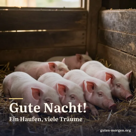 Ferkel schlafen dicht an dicht auf frischem Stroh in der Scheune, warmes Licht fällt durch die Tür; Schrift: „Gute Nacht! Ein Haufen, viele Träume“
