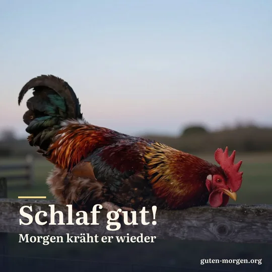 Hahn schläft in der Dämmerung auf einem Holzzaun, den Kopf eingezogen; Schrift: „Schlaf gut! Morgen kräht er wieder“