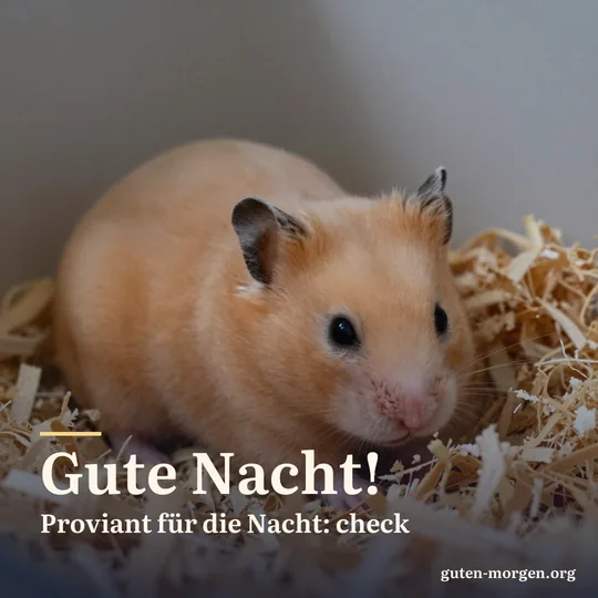 Goldhamster schläft mit vollen Backen in einem Nest aus Holzspänen; Schrift: „Gute Nacht! Proviant für die Nacht: check“
