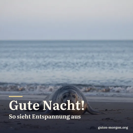 Seehund liegt in der Dämmerung bäuchlings nach oben am Sandstrand, die Flossen weit ausgestreckt; Schrift: „Gute Nacht! So sieht Entspannung aus“