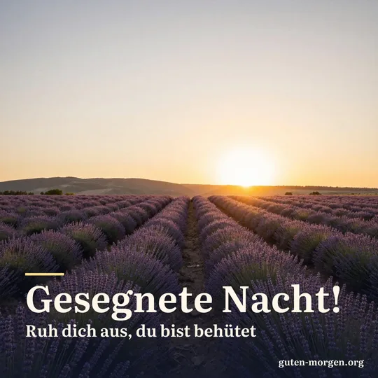 Lavendelreihen auf einem Feld im warmen goldenen Abendlicht, die Sonne geht hinter flachen Hügeln unter; Schrift: „Gesegnete Nacht! Ruh dich aus, du bist behütet“