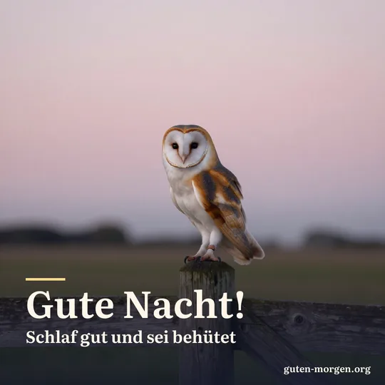 Schleiereule sitzt in der Dämmerung auf einem hölzernen Zaunpfahl, dahinter eine stille Wiese und zartrosa Himmel; Schrift: „Gute Nacht! Schlaf gut und sei behütet“