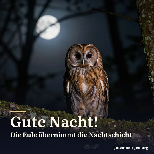 Waldkauz sitzt nachts auf einem bemoosten Ast, Mondlicht auf dem braunen Gefieder; Schrift: „Gute Nacht! Die Eule übernimmt die Nachtschicht“