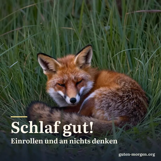 Rotfuchs schläft eingerollt im hohen Gras in der Dämmerung, den buschigen Schwanz um die Nase gelegt; Schrift: „Schlaf gut! Einrollen und an nichts denken“