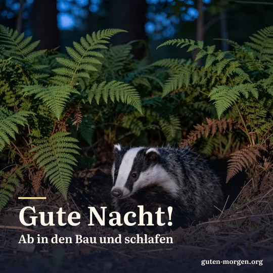 Ein Dachs schaut in der Abenddämmerung am Waldrand aus seinem Bau, Farne rund um den Eingang, sanftes blaues Licht; Schrift: „Gute Nacht! Ab in den Bau und schlafen“