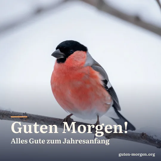 Gimpel mit rosenroter Brust auf einem verschneiten Zweig im weichen Morgenlicht; Schrift: „Guten Morgen! Alles Gute zum Jahresanfang“