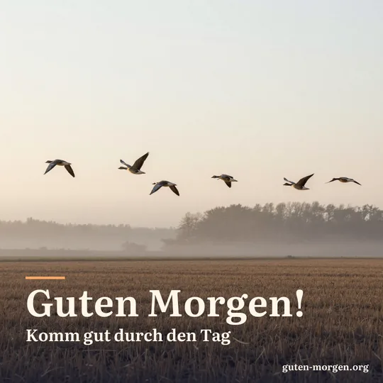 Ein Zug Wildgänse fliegt tief über ein nebliges, abgeerntetes Feld in der Morgendämmerung; Schrift: „Guten Morgen! Komm gut durch den Tag“