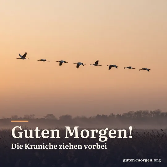 Kraniche fliegen in Keilformation über ein nebliges Feuchtgebiet bei Sonnenaufgang, im Vordergrund Schilf; Schrift: „Guten Morgen! Die Kraniche ziehen vorbei“