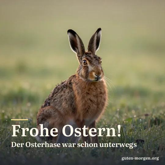Ein Feldhase sitzt im taunassen Feld, sein Fell leuchtet im Gegenlicht der Morgensonne; Schrift: „Frohe Ostern! Der Osterhase war schon unterwegs“