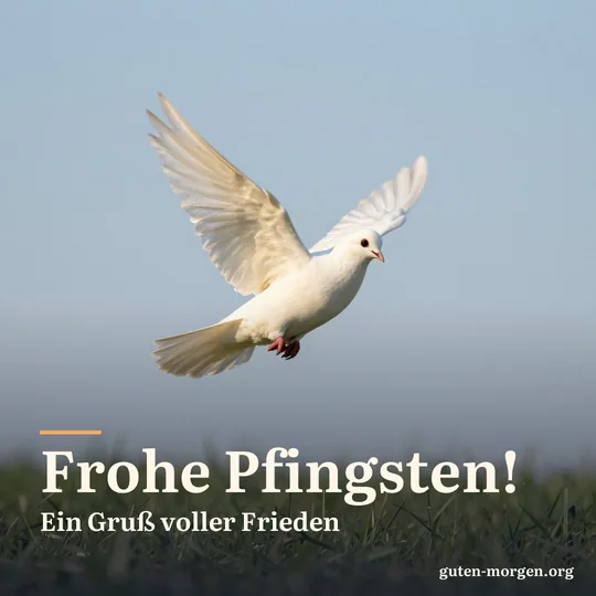 Weiße Taube fliegt mit ausgebreiteten Flügeln über eine grüne Wiese im goldenen Morgenlicht; Schrift: „Frohe Pfingsten! Ein Gruß voller Frieden“