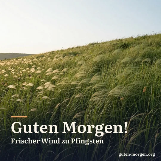 Hohes Gras und Wildblumen biegen sich bei Sonnenaufgang im kräftigen Wind an einem Hang, Wellen laufen durch die Wiese; Schrift: „Guten Morgen! Frischer Wind zu Pfingsten“