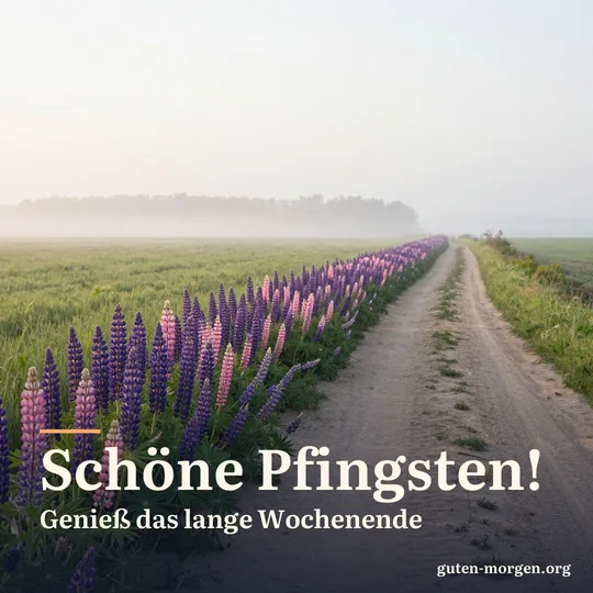 Lila und rosa Lupinen blühen bei Sonnenaufgang an einem sandigen Feldweg, Frühsommer, zarter Nebel über den Feldern; Schrift: „Schöne Pfingsten! Genieß das lange Wochenende“