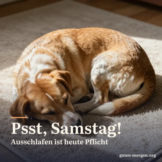 Hund schläft eingerollt auf einem Teppich in einem Fleck Morgensonne; Schrift: „Psst, Samstag! Ausschlafen ist heute Pflicht“