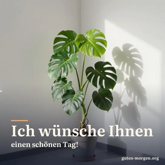 Hohe Monstera im Topf in einer hellen, leeren Büroecke, die Morgensonne wirft Blattschatten an die Wand; Schrift: „Ich wünsche Ihnen einen schönen Tag!“