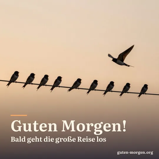Reihe von Rauchschwalben auf einer Leitung bei Sonnenaufgang als Silhouetten vor orangem Himmel, eine fliegt gerade los; Schrift: „Guten Morgen! Bald geht die große Reise los“