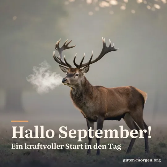 Rothirsch mit großem Geweih auf einer nebligen Waldlichtung in der Morgendämmerung, sein Atem dampft in der kühlen Luft; Schrift: „Hallo September! Ein kraftvoller Start in den Tag“