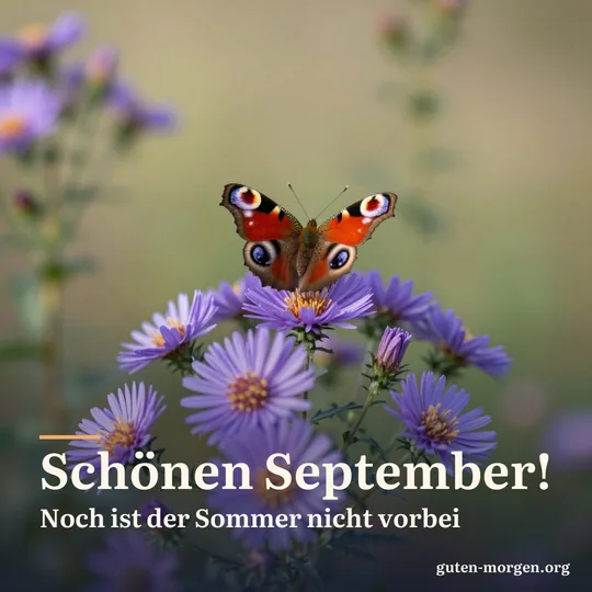 Lila Herbstastern mit einem Tagpfauenauge, das seine Flügel in der Morgensonne wärmt; Schrift: „Schönen September! Noch ist der Sommer nicht vorbei“
