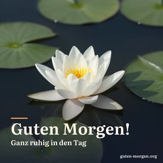 Eine weiße Seerose auf einem dunklen, stillen Teich, die ersten Sonnenstrahlen treffen ihre Blüte; Schrift: „Guten Morgen! Ganz ruhig in den Tag“