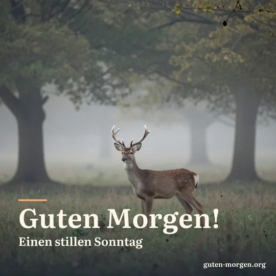 Reh steht am Rand einer Waldlichtung im sanften Morgenlicht, feiner Dunst zwischen den Bäumen; Schrift: „Guten Morgen! Einen stillen Sonntag“