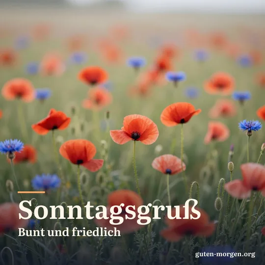 Wiese mit rotem Mohn und blauen Kornblumen leuchtet im frühen Morgenlicht, Nahaufnahme; Schrift: „Sonntagsgruß: bunt und friedlich“