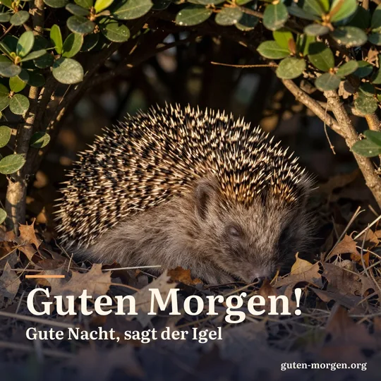 Igel liegt zusammengerollt in einem Nest aus trockenem Laub unter einer Hecke, frühes Morgenlicht; Schrift: „Guten Morgen! Gute Nacht, sagt der Igel“