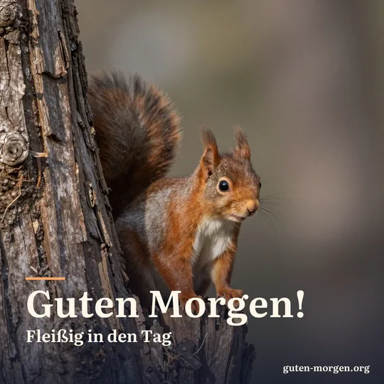 Rotes Eichhörnchen schaut aus einer Höhle in einem alten Eichenstamm, die Pinselohren im Morgenlicht; Schrift: „Guten Morgen! Fleißig in den Tag“
