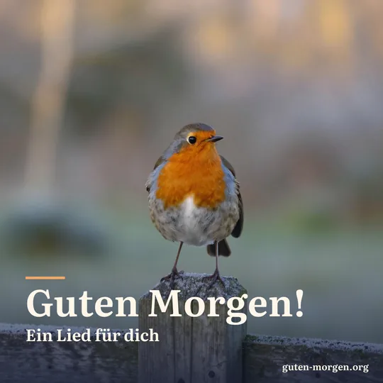 Rotkehlchen singt auf einem verwitterten Zaunpfahl an einem frostigen Morgen, weiches goldenes Licht; Schrift: „Guten Morgen! Ein Lied für dich“