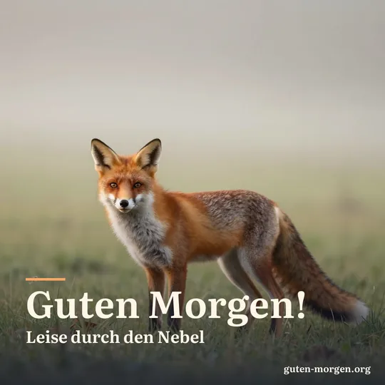 Rotfuchs steht im Morgengrauen auf einer nebligen Wiese und blickt über die Schulter zurück; Schrift: „Guten Morgen! Leise durch den Nebel“