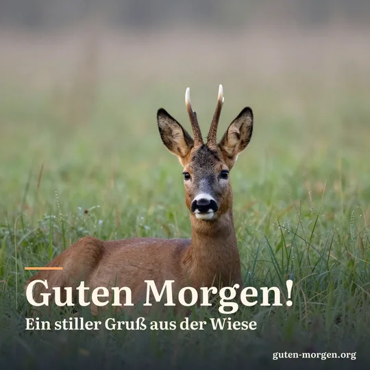 Reh liegt im hohen Wiesengras, nur Kopf und Ohren schauen heraus, Morgentau glitzert; Schrift: „Guten Morgen! Ein stiller Gruß aus der Wiese“