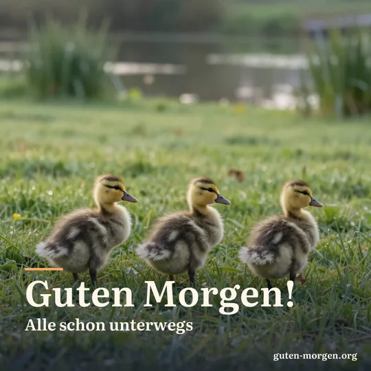 Drei flauschige Entenküken watscheln hintereinander über einen taunassen Rasen zum Teich; Schrift: „Guten Morgen! Alle schon unterwegs“