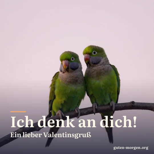 Zwei kleine grüne Unzertrennliche sitzen dicht beieinander auf einem kahlen Zweig vor blassrosa Morgenhimmel; Schrift: „Ich denk an dich! Ein lieber Valentinsgruß“
