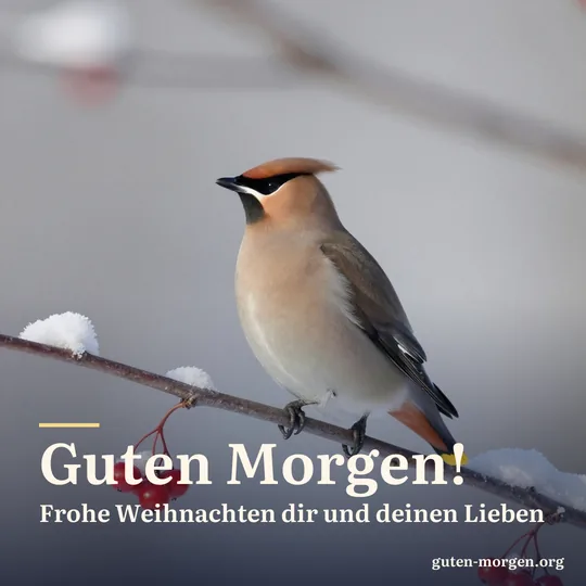 Ein Seidenschwanz sitzt im ersten Sonnenlicht auf einem verschneiten Zweig mit roten Beeren, weicher winterlicher Hintergrund; Schrift: „Guten Morgen! Frohe Weihnachten dir und deinen Lieben“