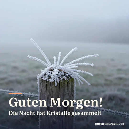 Federartiges Raueis wächst seitlich an einem verwitterten Zaunpfahl an einem nebligen Wintermorgen; Schrift: „Guten Morgen! Die Nacht hat Kristalle gesammelt“