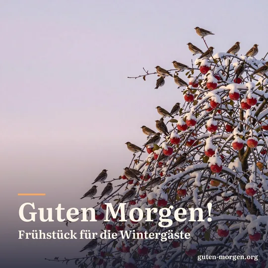 Wacholderdrosseln fressen die letzten roten Äpfel in einem verschneiten Apfelbaum bei Sonnenaufgang; Schrift: „Guten Morgen! Frühstück für die Wintergäste“