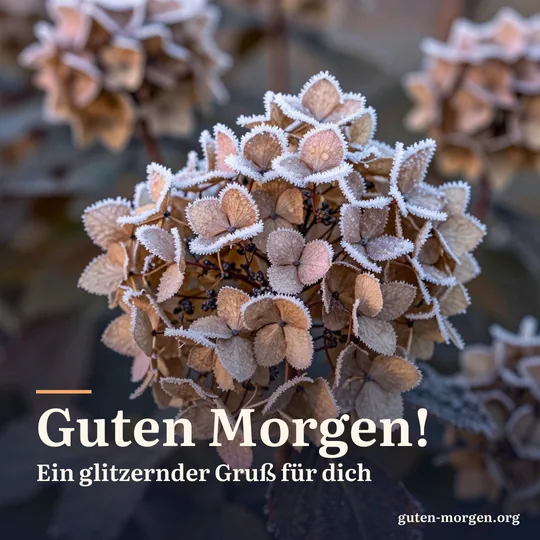 Vertrocknete Hortensienblüten mit feinen Eiskristallen im winterlichen Garten, angestrahlt vom ersten rosa Sonnenlicht; Schrift: „Guten Morgen! Ein glitzernder Gruß für dich“