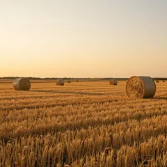 Strohballen im Abendlicht