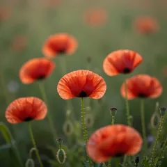 Blumen: Mohn im Gegenlicht