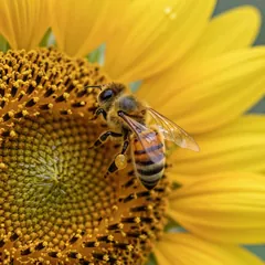 Freitag: Biene auf der Sonnenblume